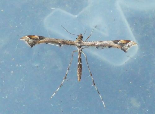 Amblyptilia acanthadactyla